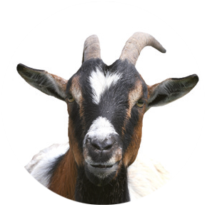 VETSCAN HM5 3- părţi diferenţial species_Goat