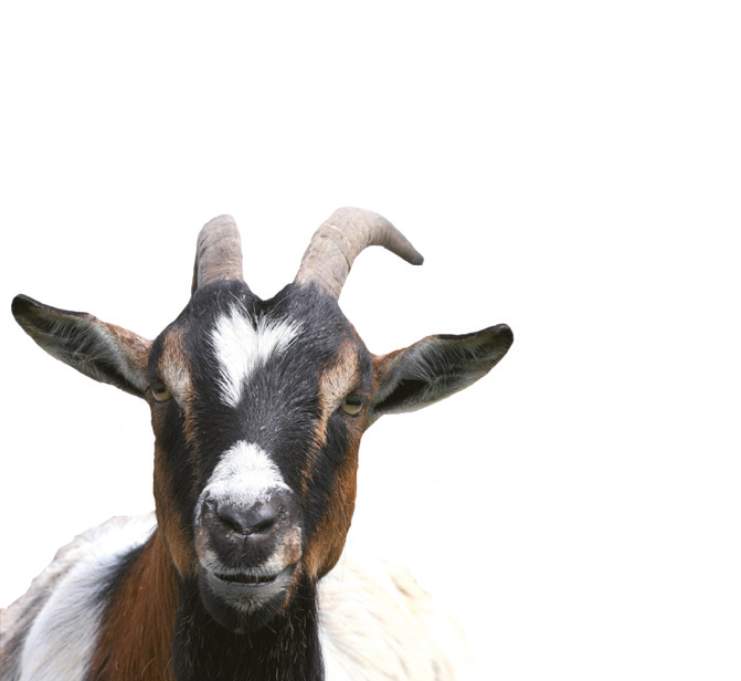 VETSCAN HM5 3-parte diferenţial species_Goat