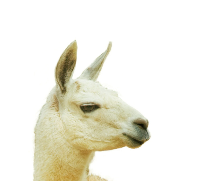 VETSCAN HM5 5-parte diferenţial species_Llama