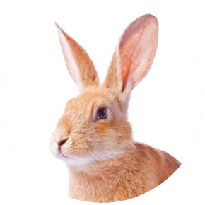 VETSCAN HM5 3- părţi diferenţial species_Rabbit