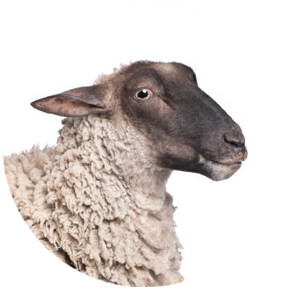 VETSCAN HM5 3- părţi diferenţial species_Sheep