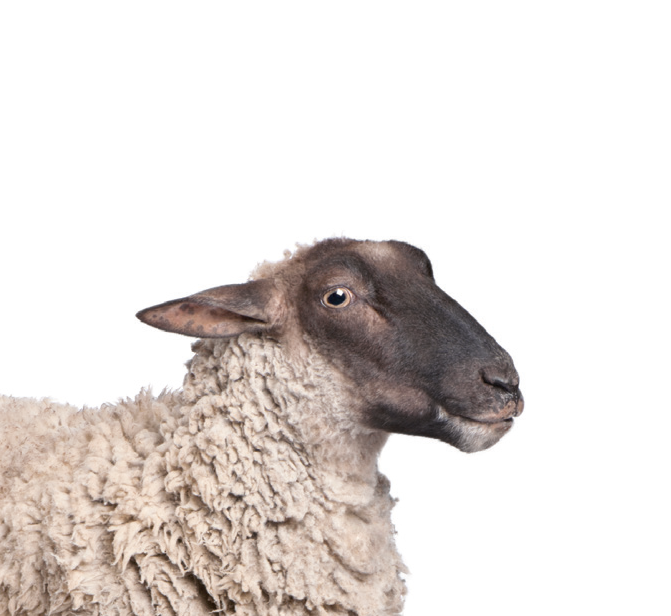 VETSCAN HM5 3-parte diferenţial species_Sheep